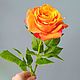 Розы из полимерной глины . Крупные. Букет 3 шт. Цветы. tanitlife. Цветы ручной работы.. Ярмарка Мастеров.  Фото №9