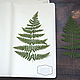 A3 Lupin Herbarium Storage Kit (20 sheets), Photo albums, Krasnogorsk,  Фото №1