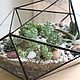 The Floriana crystal with succulents, Florariums, St. Petersburg,  Фото №1
