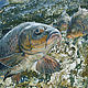 Картина с рыбами в смешанной технике. Картина для рыбака, Картины, Магнитогорск,  Фото №1