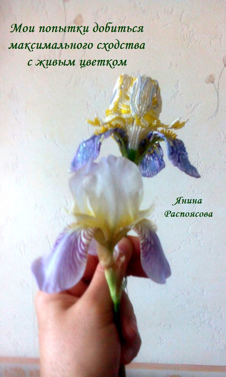 ирис из бисера вверху, живой-внизу