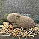 Капибара. Мягкие игрушки. Игрушки добрые (Оксана). Ярмарка Мастеров.  Фото №5