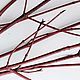 Свежие ветки дерена с красной корой, Растения, Липин Бор,  Фото №1
