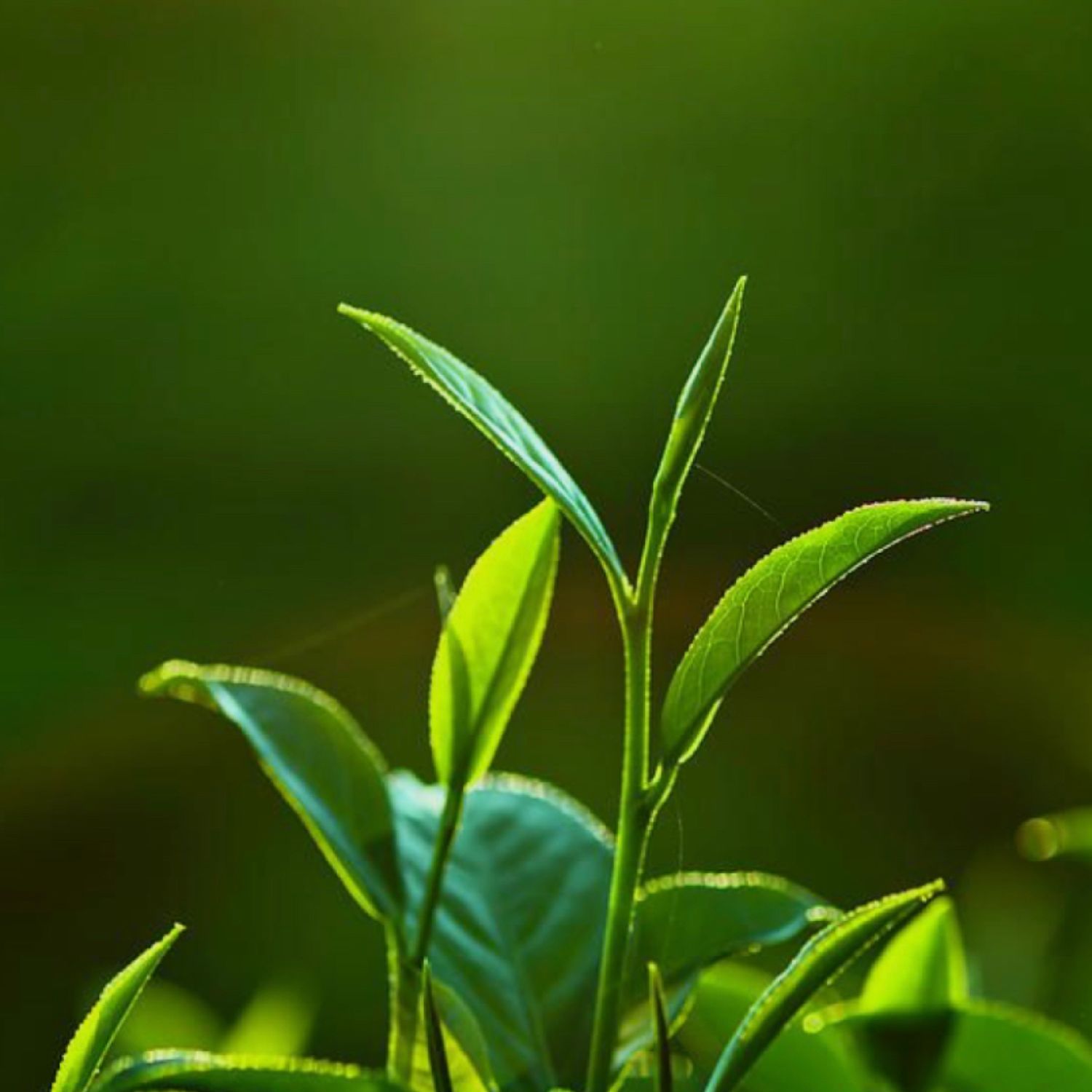 Гидролат зелёного чая, натуральный тоник для лица 100 мл, Тоники, Воскресенск,  Фото №1