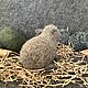 Капибара малыш. Мягкие игрушки. Игрушки добрые (Оксана). Ярмарка Мастеров.  Фото №4