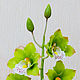 Орхидея цимбидиум из полимерной глины, Цветы, Санкт-Петербург,  Фото №1