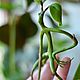 Фигурка из полимерной глины Лечурка Bowtruckle. Мини фигурки и статуэтки. Кира Горбова. Интернет-магазин Ярмарка Мастеров.  Фото №2