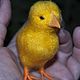 Chicken. Felted Toy. zverki (zverki). Online shopping on My Livemaster.  Фото №2