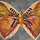  Бабочка на сером фоне, Картины, Печора,  Фото №1