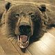 Шкура медведя  длина 2 метра, Камины, Киров,  Фото №1