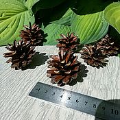 Материалы для творчества handmade. Livemaster - original item Pine cone harvest 2020. Handmade.