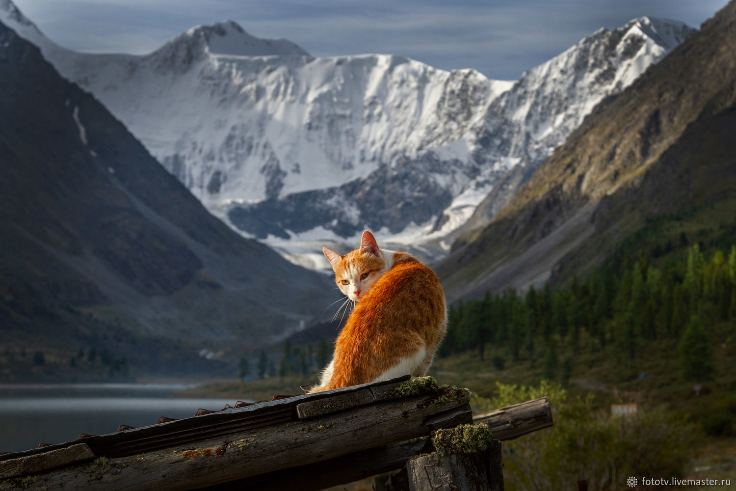 Большие коты Алтай фото