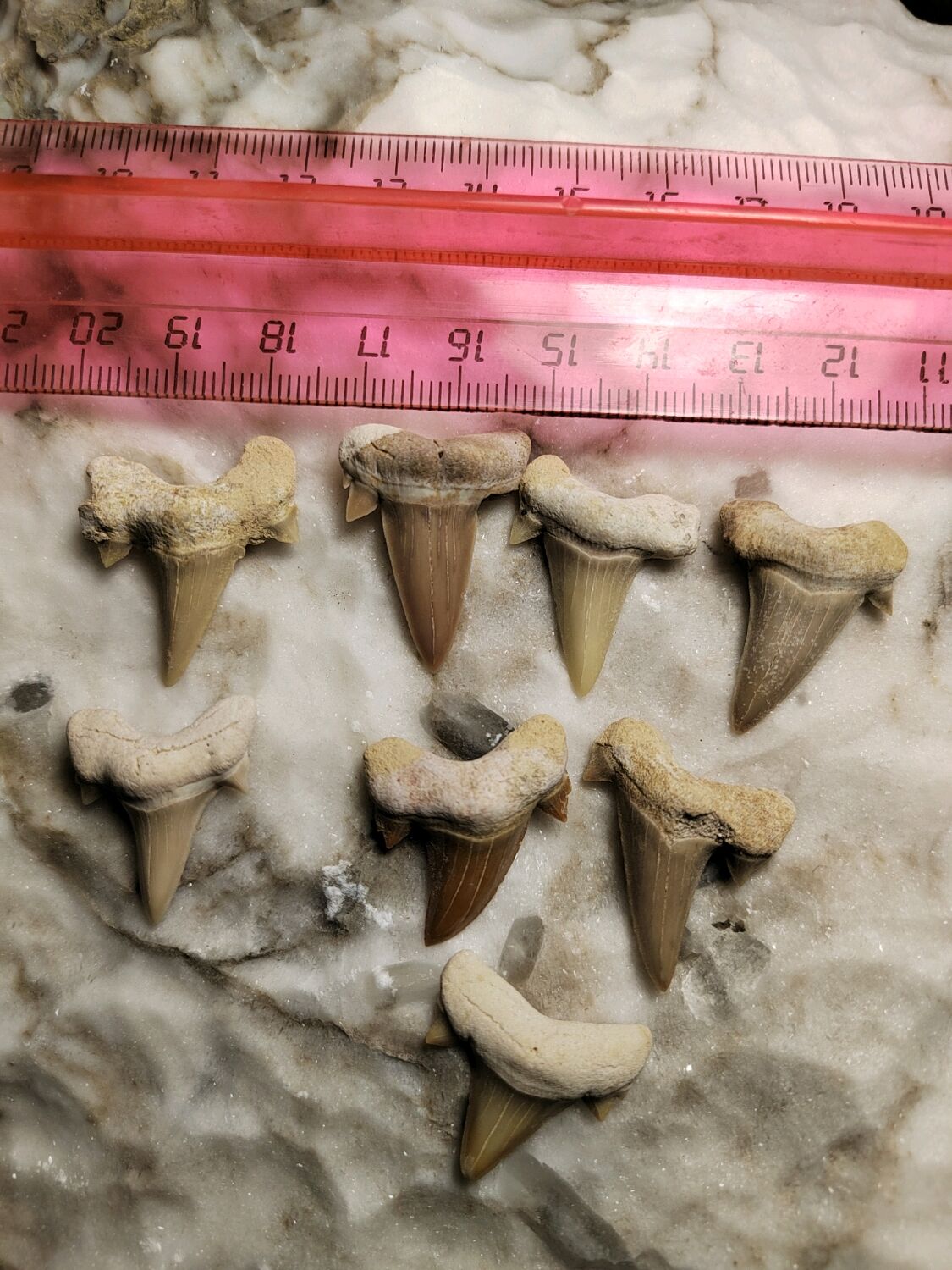 Древний зуб акулы, окаменелость в интернет-магазине Ярмарка Мастеров по ...