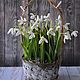 Snowdrops, Composition, Moscow,  Фото №1