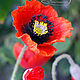 Interior composition "Poppies" made of polymer clay. Composition. Fairyland by Nata Vysochkova. My Livemaster. Фото №4