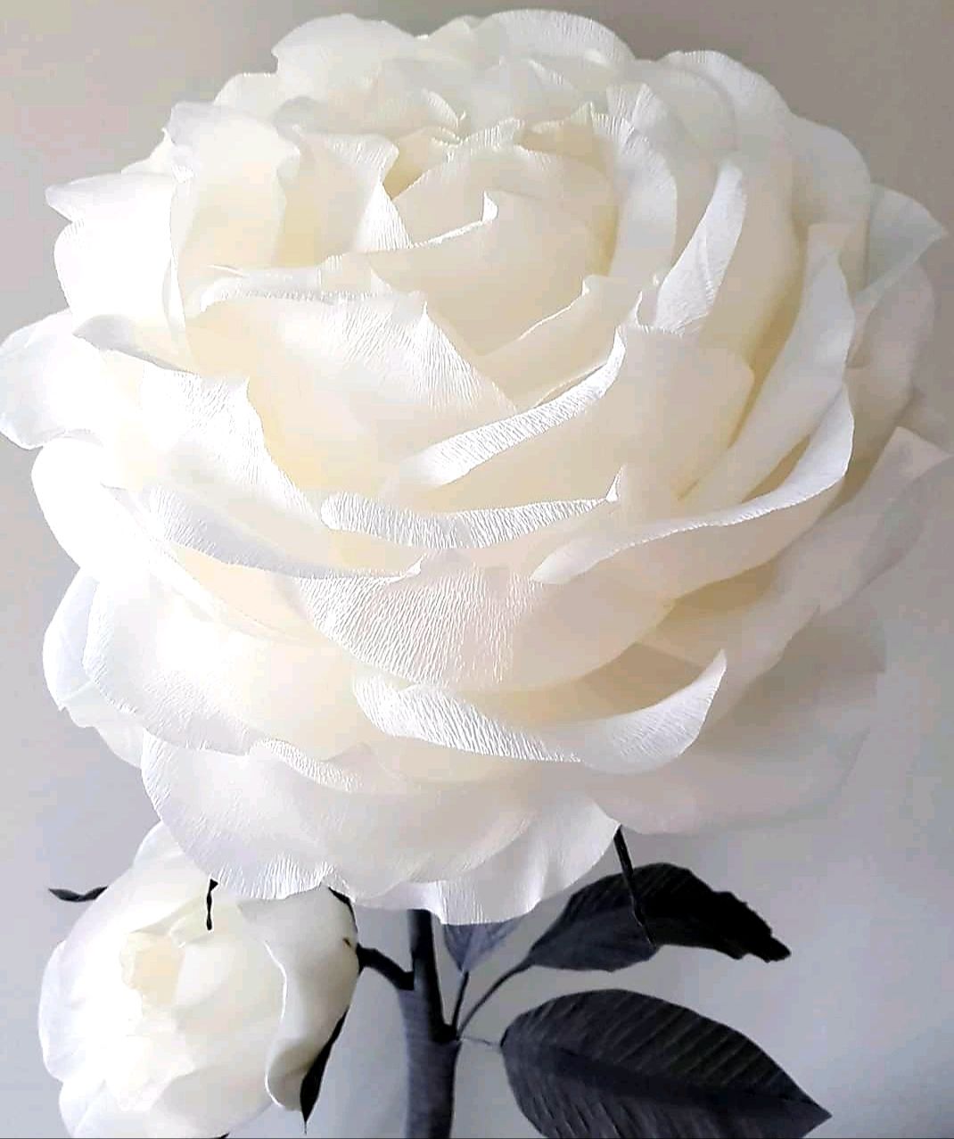 Ростовая роза белая