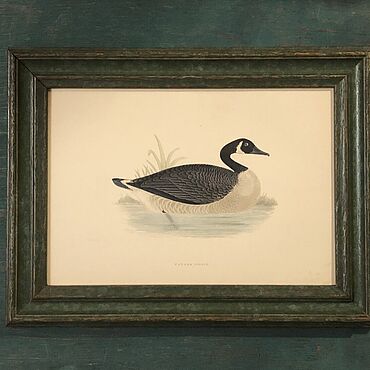 Винтаж ручной работы. Ярмарка Мастеров - ручная работа Винтаж: 1855 GOOSE CANADA Старинная гравюра в деревянной раме. Handmade.