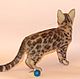 Bengal cat. Stuffed Toys. Anna Petinati- Live toys handmade. My Livemaster. Фото №6