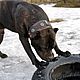 Кожаный ошейник для собак. Ошейники. Кожевенная мастерская 'GRES'. Ярмарка Мастеров.  Фото №5