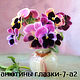 Print for embroidery ribbons pansies, Patterns for embroidery, Chelyabinsk,  Фото №1
