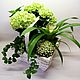 Аранжировка "Всплеск" Живые растения в подарок. Растения. DARK FLORIST Флористика Декор ЦВЕТЫ. Ярмарка Мастеров.  Фото №5