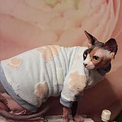 Cat clothes set baby kitten 