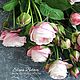Английская пионовидная роза, Цветы, Великий Новгород,  Фото №1