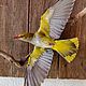 Заказать Чучело иволга таксидермическое изделие настенное панно часы. Birdmantaxidermy-. Ярмарка Мастеров. . Подарки для охотников и рыболовов Фото №3