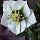 Морозник. Зимовник. Helleborus. Полимерная глина (холодный фарфор). Букеты. Lovely flower. Интернет-магазин Ярмарка Мастеров.  Фото №2