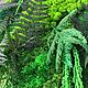 The picture is from the stable of mosses and plants. Design. Антонина Литовкина - Озеленение (Планета Флористики). Online shopping on My Livemaster.  Фото №2