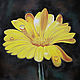  Желтый цветок Ромашка, Картины, Санкт-Петербург,  Фото №1