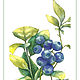 Набор ботаника состоит из 3х открыток. Открытки. Agnessa art butique. Ярмарка Мастеров.  Фото №4
