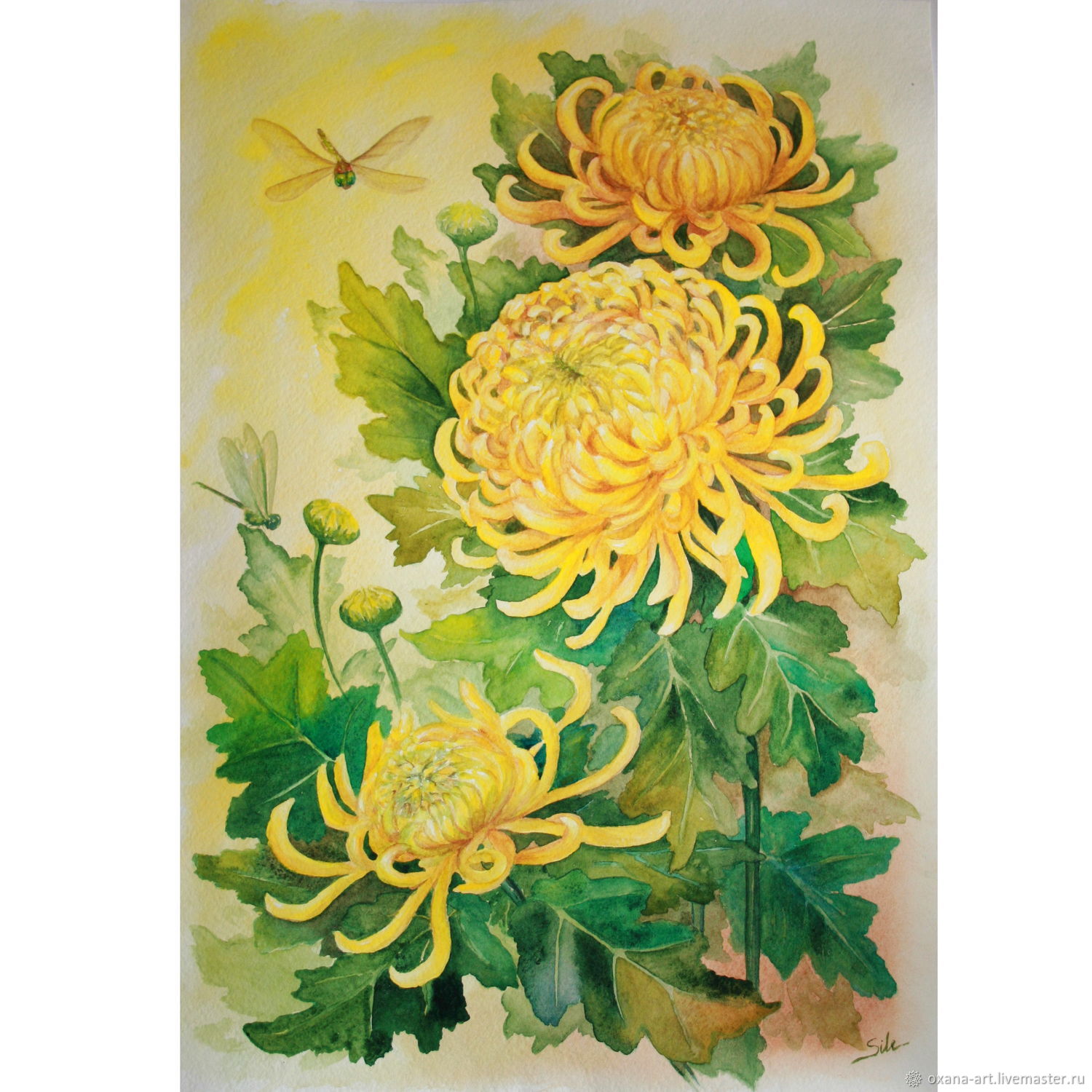 Рисунки художественными красками Хризантема