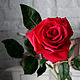 "Живая " роза  из полимерной глины, Цветы, Москва,  Фото №1