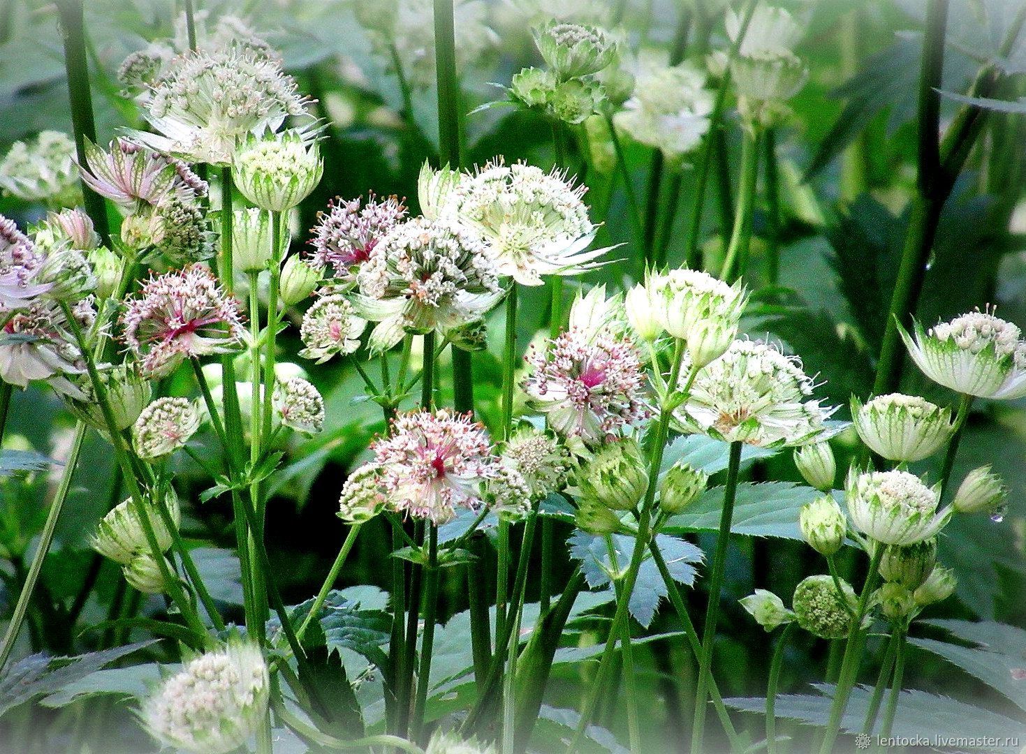 Astrantia Major Alba