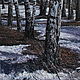Painting ' April in the birch grove... '. Pictures. TaNiVan'. Online shopping on My Livemaster.  Фото №2