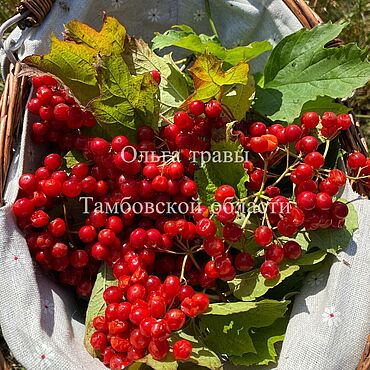 Целебный сок калины на меду. Сила природы для здоровья. Подарки и сувениры ручной работы - Ярмарка Мастеров Подарки и сувениры ручной работы. Ярмарка Мастеров - ручная работа Целебный сок калины на меду. Handmade.