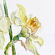 Order watercolor. Watercolor miniature. flowers. daffodils. ArtShipilina. Livemaster. . Pictures Фото №3