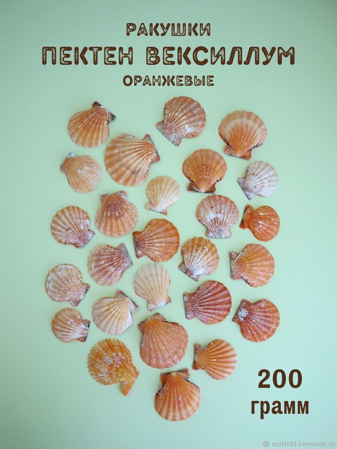 Морские натуральные ракушки Пектен вексиллум (Морской гребешок) в  интернет-магазине Ярмарка Мастеров по цене 450 ₽ – RPFKWRU | Ракушки, Анапа  - ...