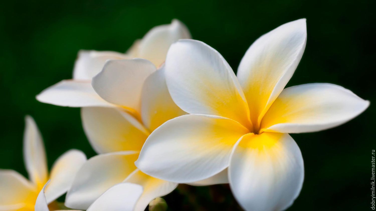 Бело-желтые лепестки цветка загрузить