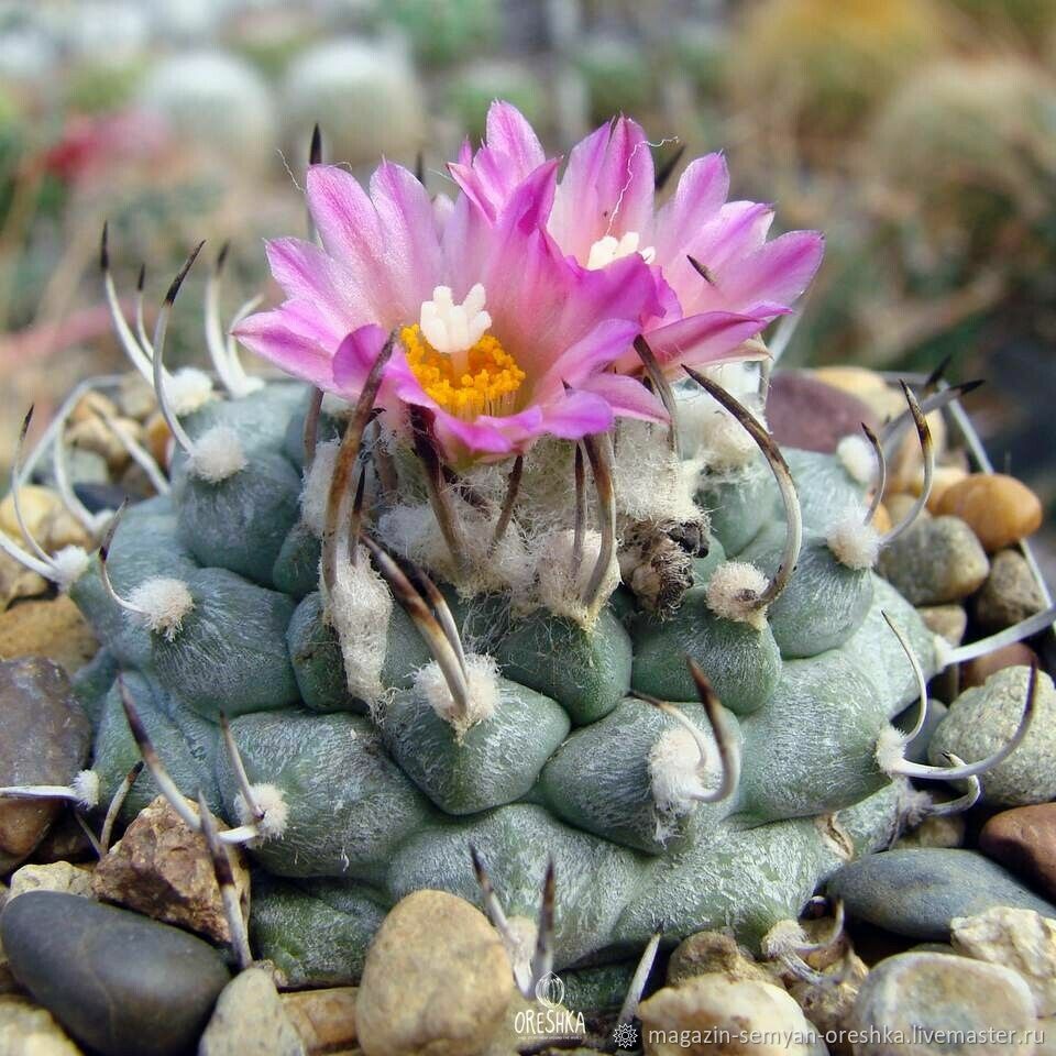 Суккулент Кактус Turbinicarpus schwarzii v. Rubriflorus семена 10 ШТ ...