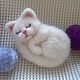 Брошь Кошечка. Брошь-булавка. Юлия Топорова / Magic wool(валяние). Интернет-магазин Ярмарка Мастеров.  Фото №2