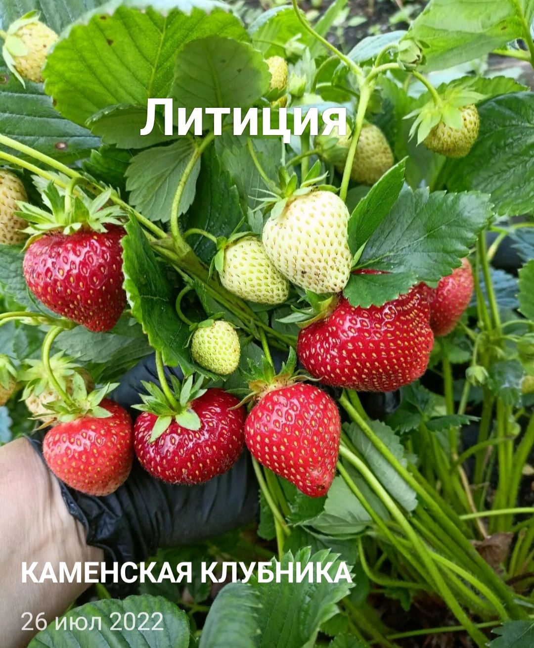 Клубника Магнус