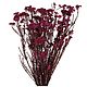 Стабилизированные ветви Helychrisium Diosmifolium Natural Red, Цветы сухие и стабилизированные, Москва,  Фото №1