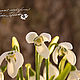 Snowdrops. Take two. Composition. KG_flowers. Online shopping on My Livemaster.  Фото №2