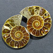 Материалы для творчества handmade. Livemaster - original item The Ammonite. pair. Handmade.