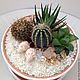 садик белоснежный 40  для Валентины. Композиции. Ольга Cactus_with_love. Ярмарка Мастеров.  Фото №4
