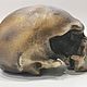 Модель черепа антропологическая, неандерталец из Монте-Чирчео. Элементы интерьера. Чё по черепам. Ярмарка Мастеров.  Фото №4