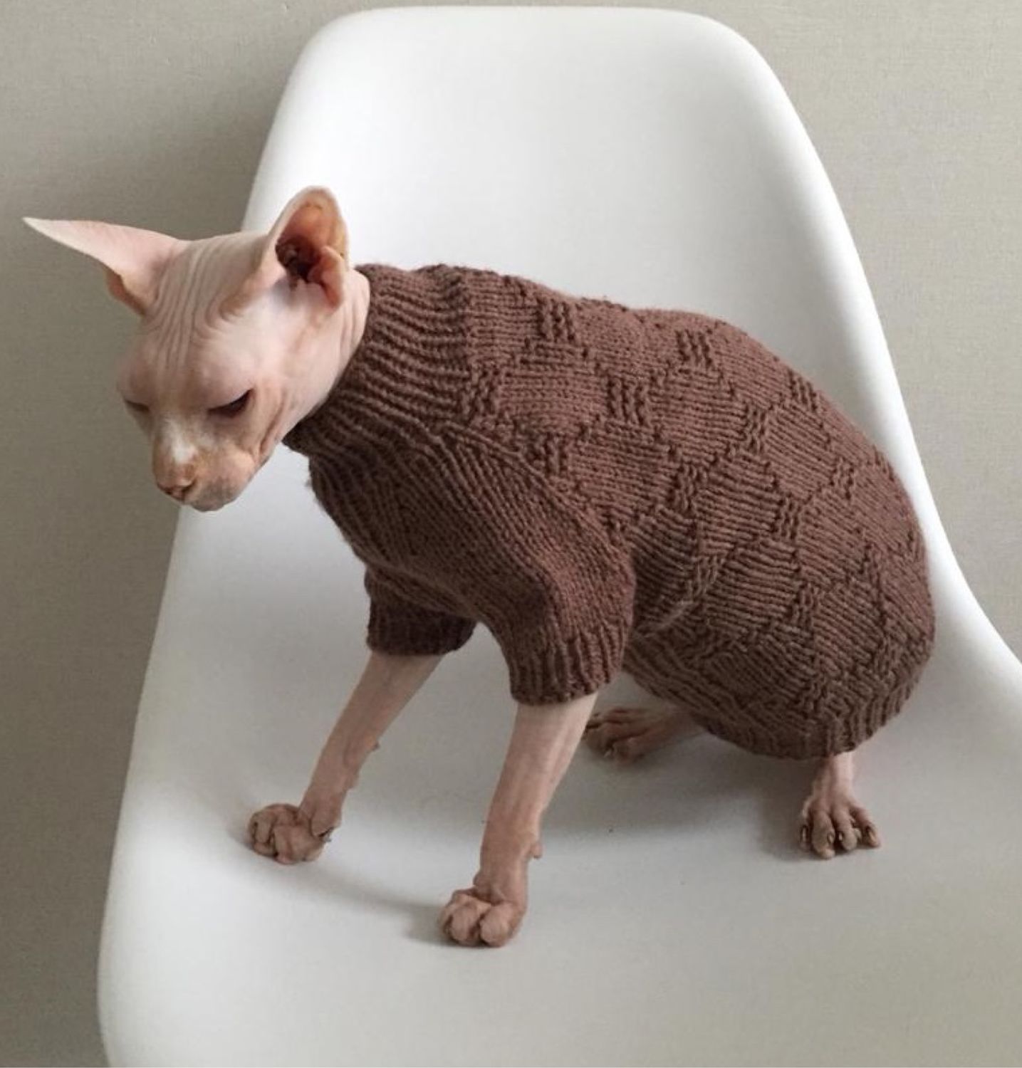 одежда для кошек сфинксов