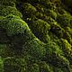 Oakmoss and Amber (Дубовый мох и янтарь) CandleScience, Ароматизаторы, Самара,  Фото №1